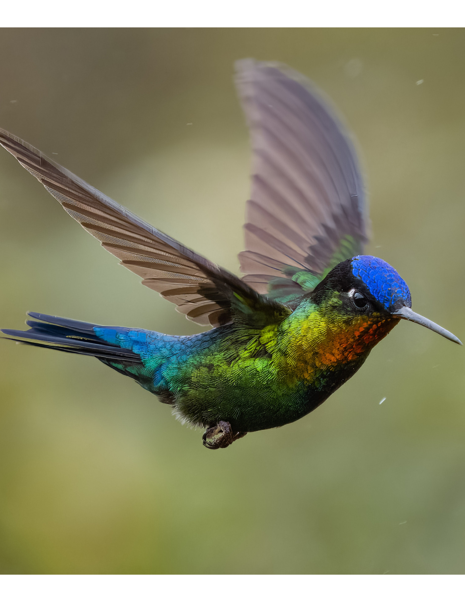 Colibri en plein vol, photographie réelle